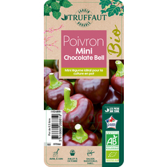 Poivron Mini Bell Yellow Bio : pot 0.5 litre