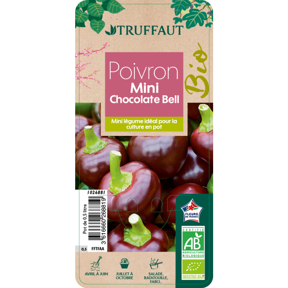 Poivron Mini Bell Yellow Bio : pot 0.5 litre