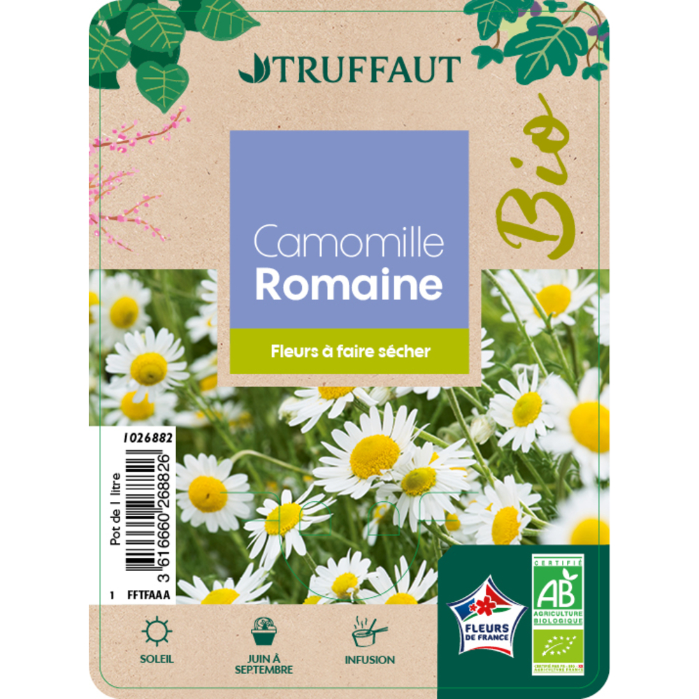 Plants de camomille Romaine AB : pot de 1 litre
