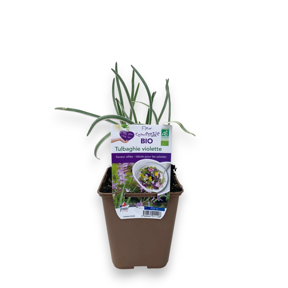 Tulbaghie 'Violette' bio : pot 1L