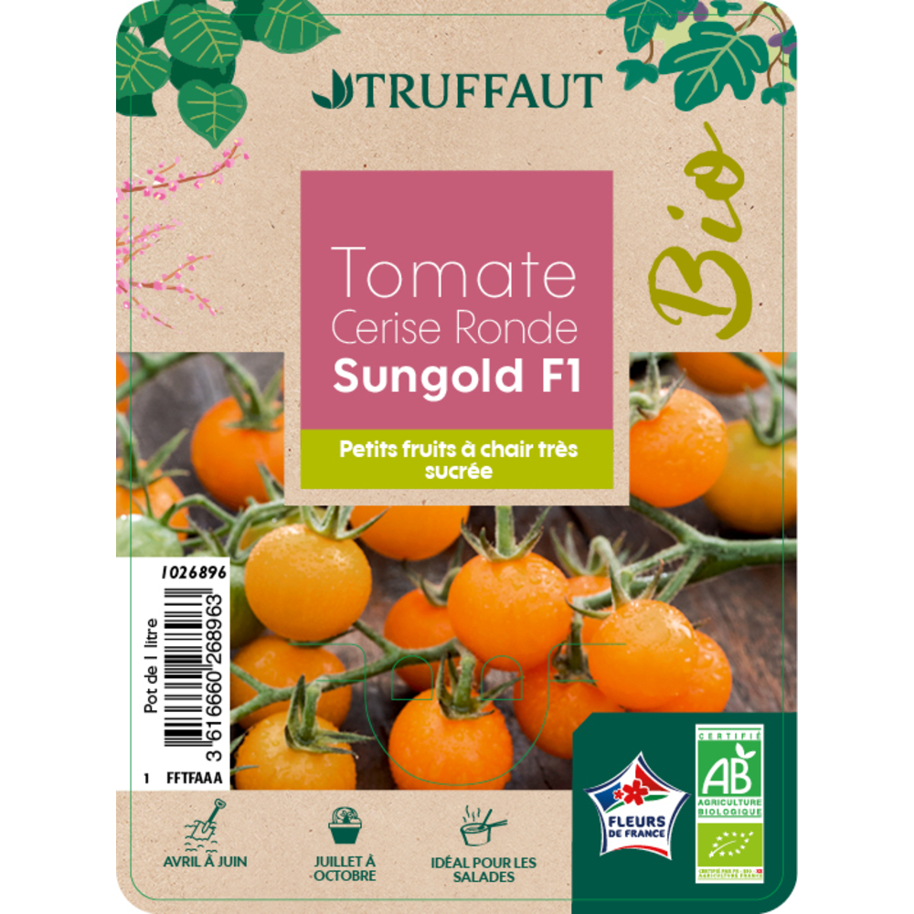 Plants de tomates cerises 'Sungold' F1 bio : pot 1 Litre