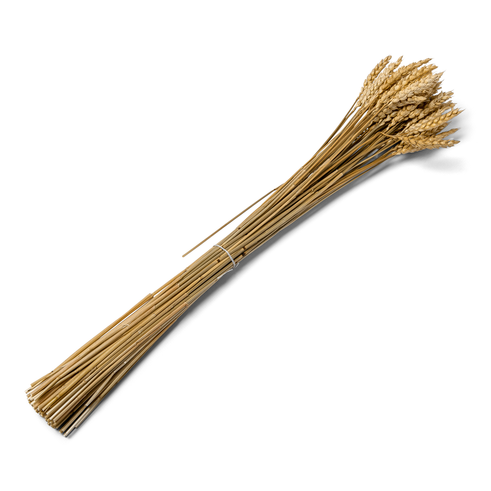 Bouquet d'épis de blé séchés naturels