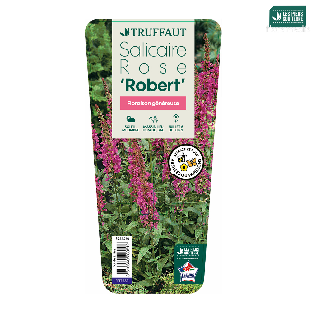 Lythrum salicaria 'Robert' - Pot 2L