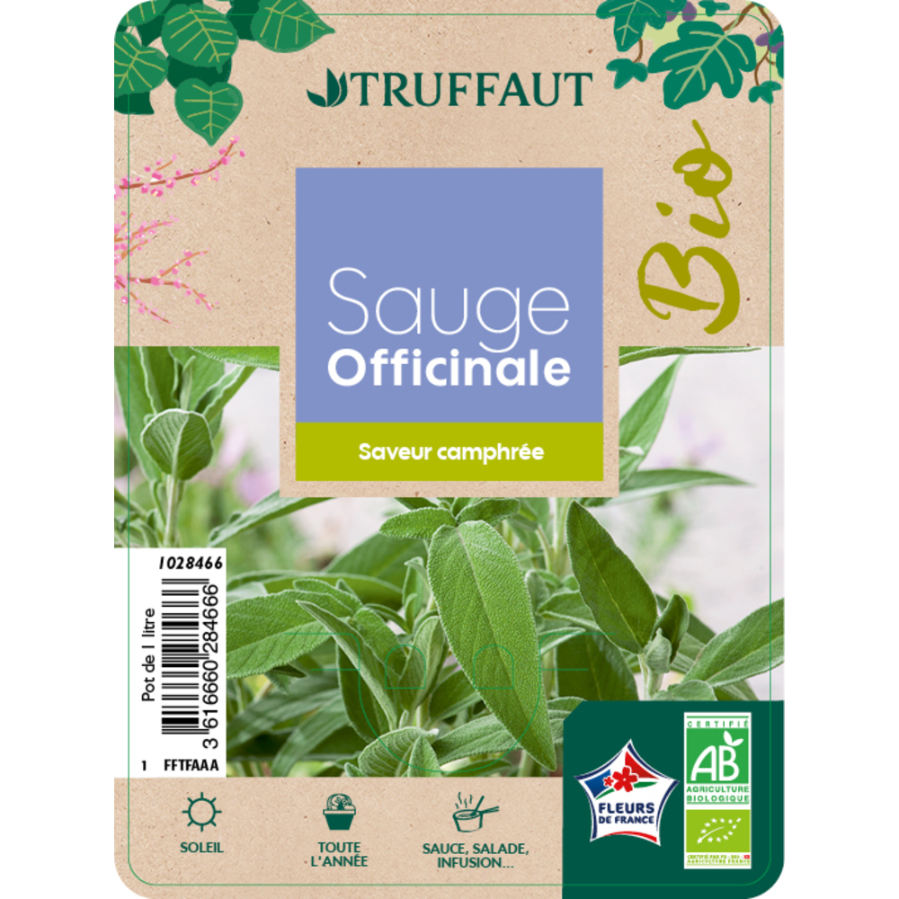 Sauge verte AB : pot 1 L