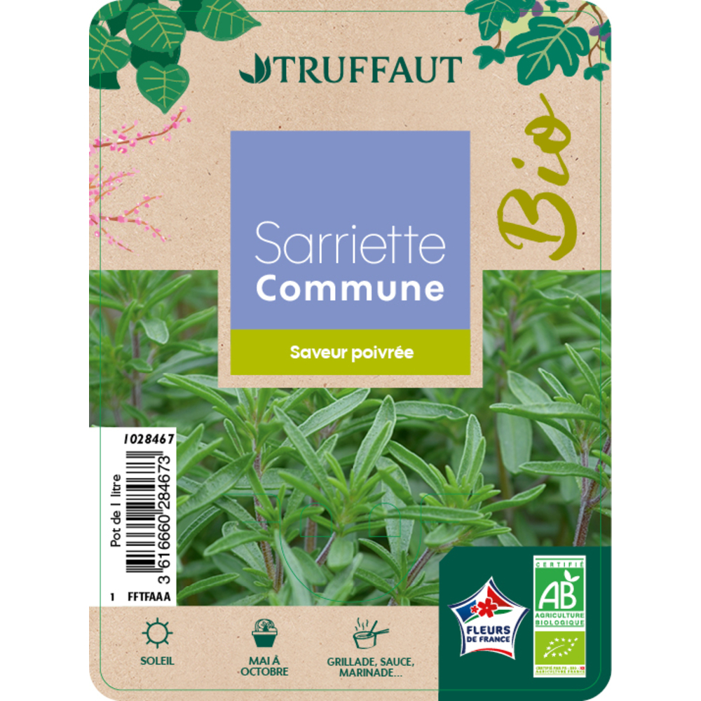 Plant de sarriette bio : pot 1 Litre