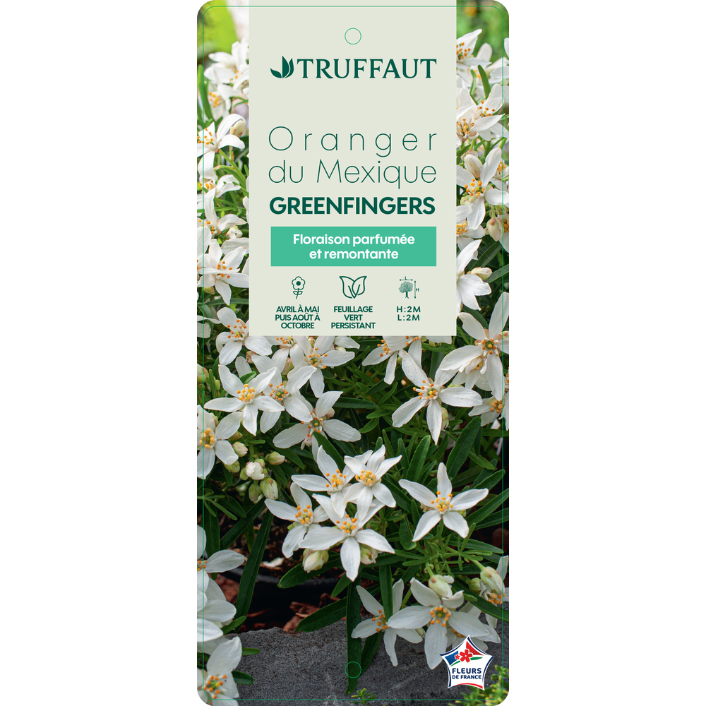 Choisya ternata 'Greenfingers®' : pot 5L