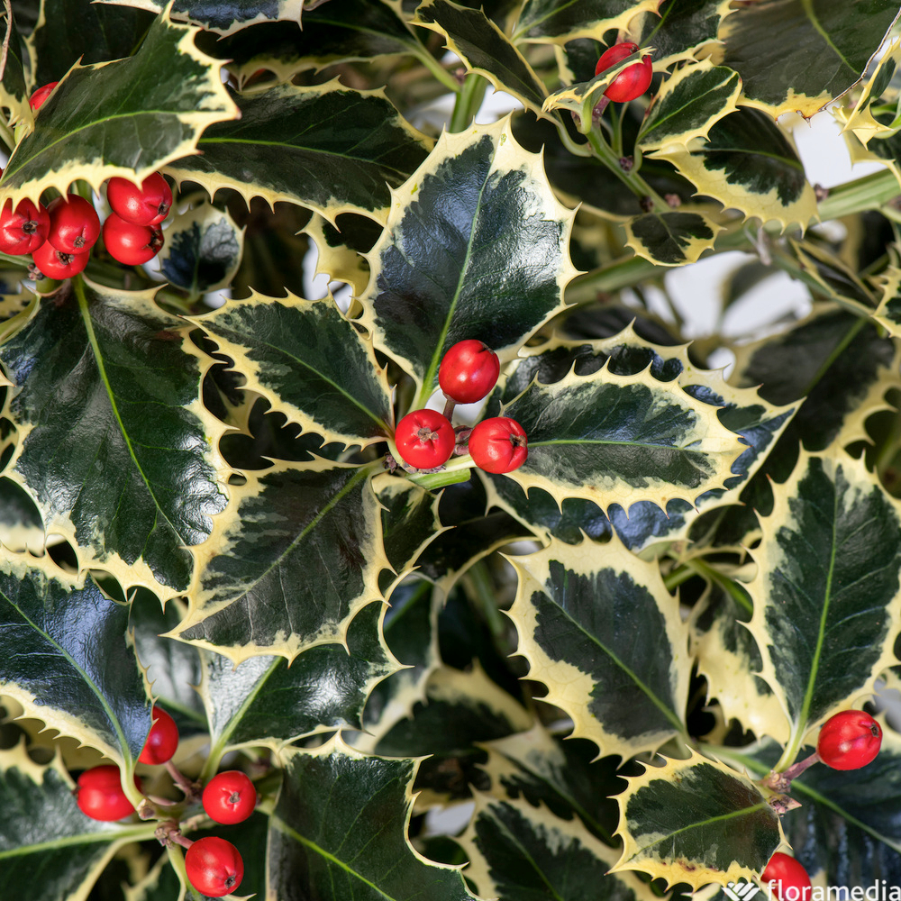 Ilex aquifolium 'Argenteomarginata' : pot 4L