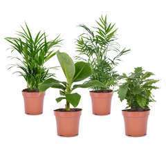Assorti 4 plantes tendances   - pot ⌀12 cm - H.25-40 cm