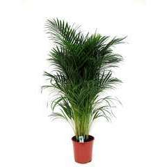 Palmier Areca Dyspis Lutescens - pot ⌀21cm - H.100-120cm