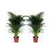 Set de 2 Palmiers Areca - pot ⌀21cm - H.100-120cm