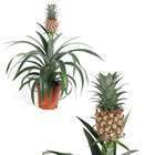 Set de 2 ananas Mi Amigo - pot ⌀14cm - H.35-45cm