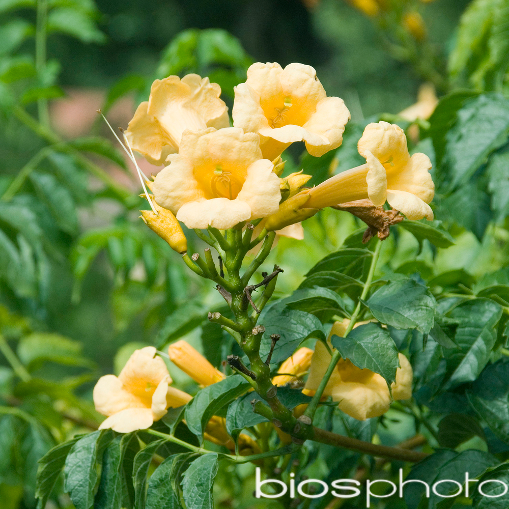 Campsis 'Yellow Trumpet'- Tipi- Pot 6L