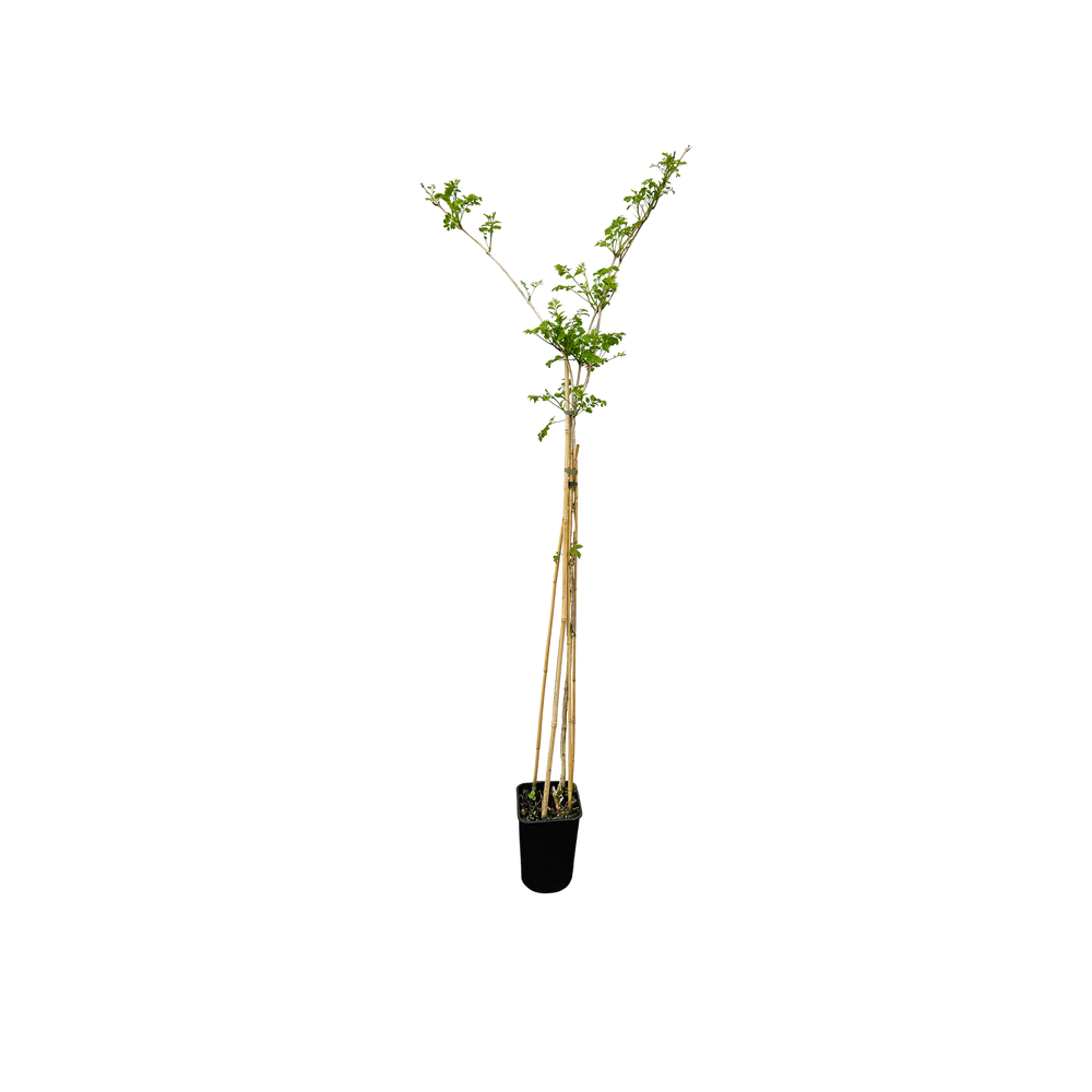 Campsis 'Yellow Trumpet'- Tipi- Pot 6L