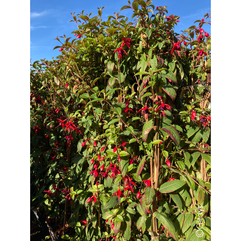 Fuchsia regia 'Reitzii' - Echelle - Pot 3L