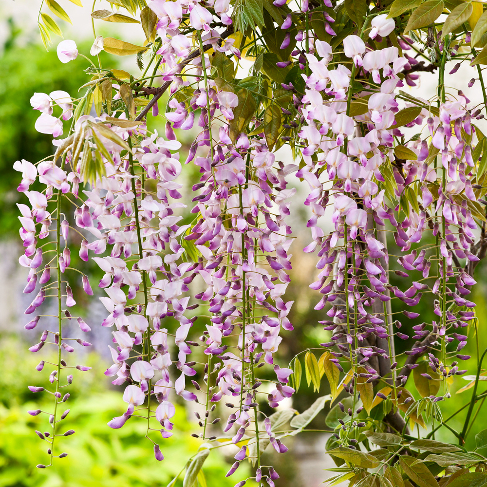 Glycine (Wisteria floribunda) 'Rosea' - Echelle- Pot 3L
