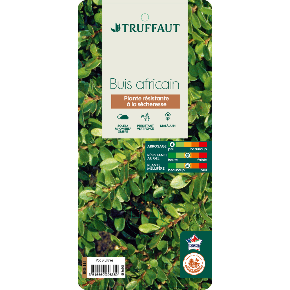 Myrsine africana:MDD pot 3L