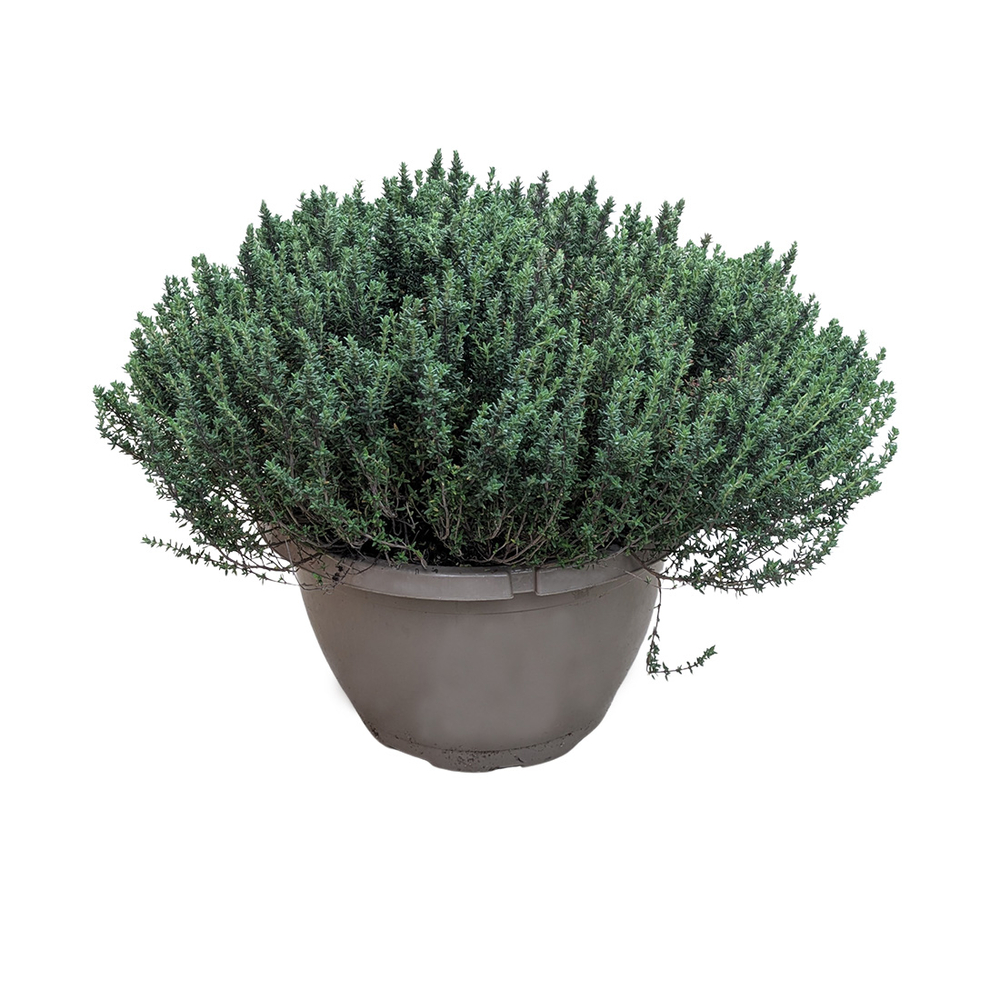 Plants de thym vulgaire compact : coupe D.25cm
