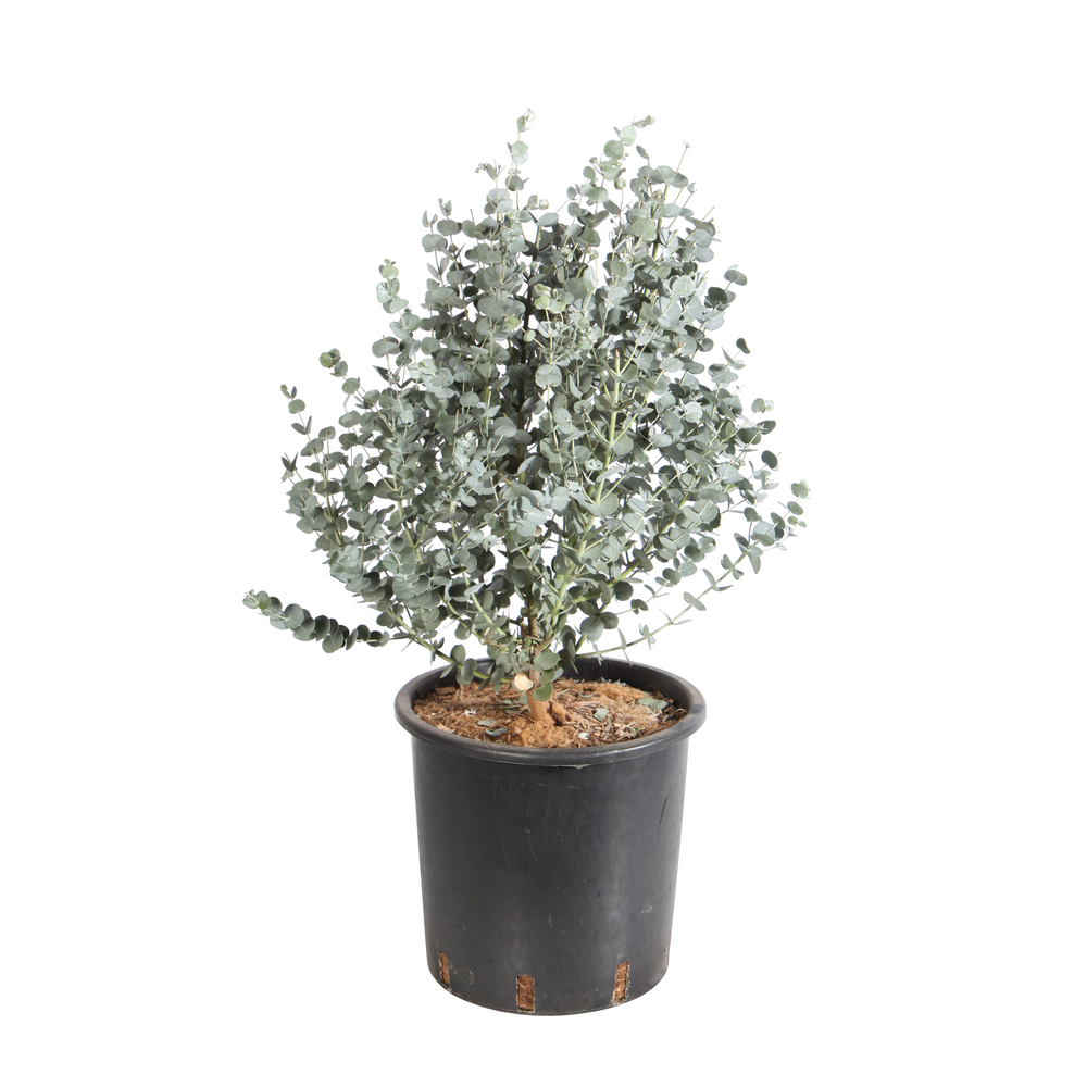 Eucalyptus 'Azura®' - Pot 5L