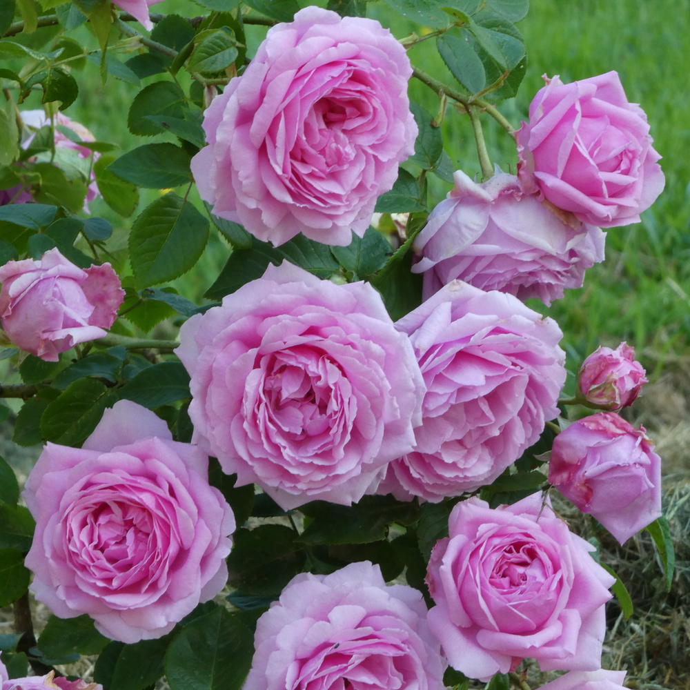 Rosier 'Andre Eve le jardinier des roses'® : pot 5L