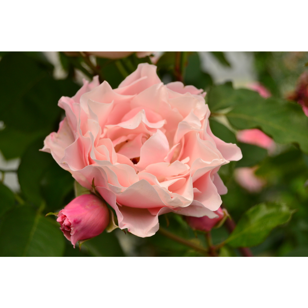 Rosier Porcelaine d'Orient® 'Kimlaurel' fleuri : pot 5L