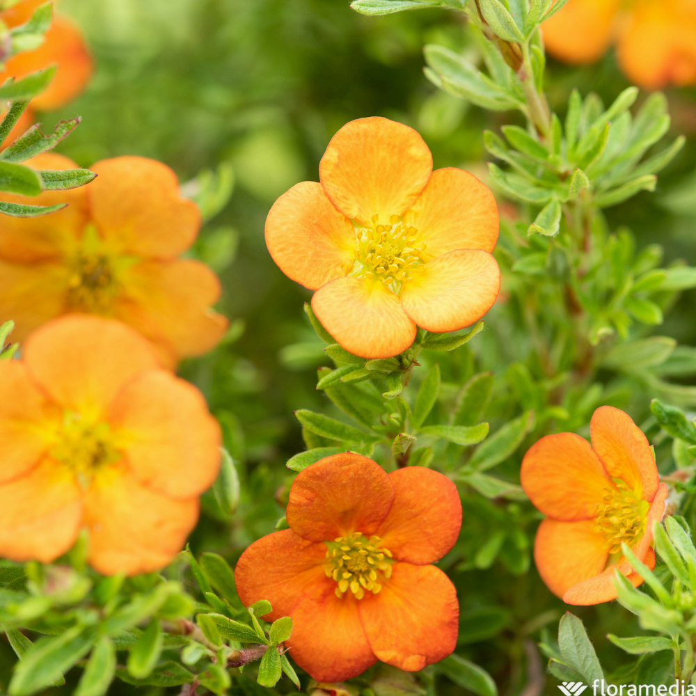 Potentille fructicosa 'Orang'issima®' : pot 3L