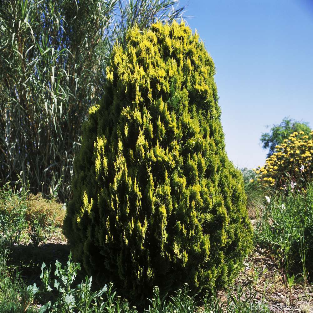 Thuya orientalis 'Pyramidalis Aurea' 80/100 - Pot 7,5L