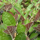 Paederia lanuginosa - Echelle - Pot 3L