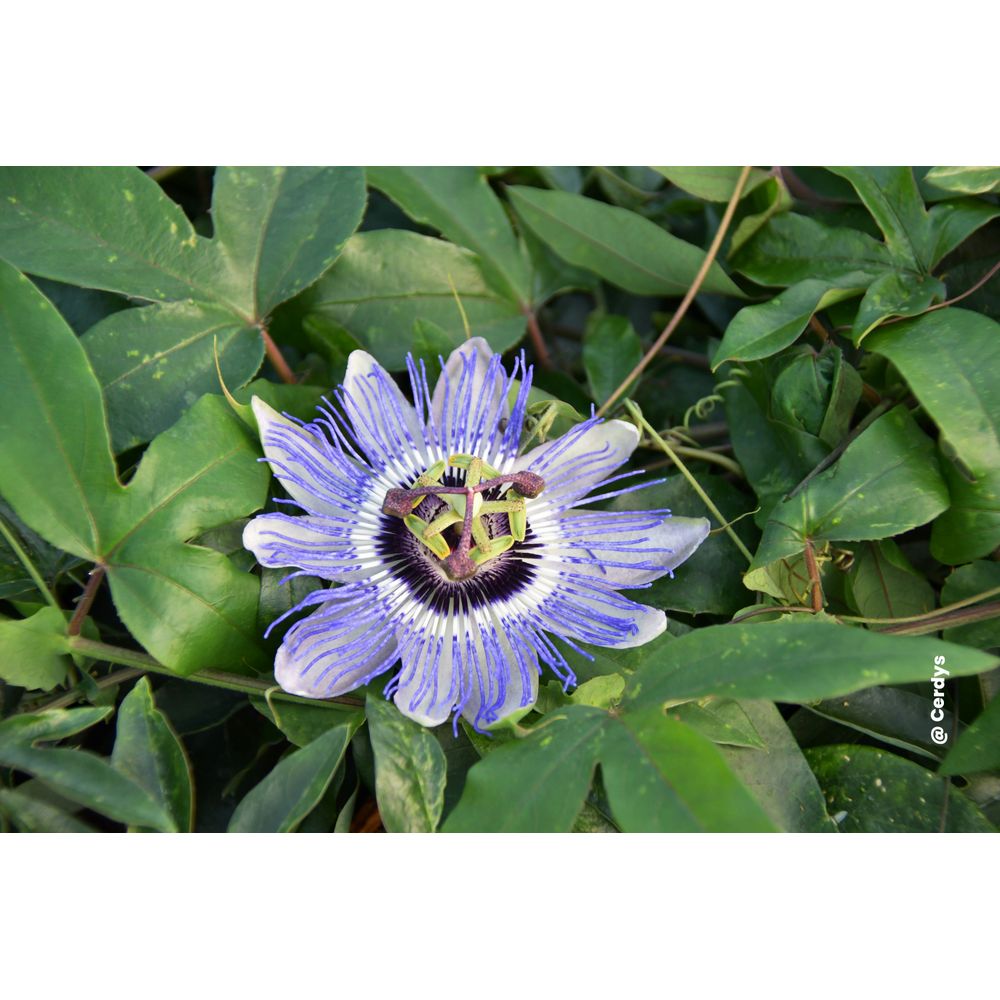 Passiflore 'Duuk' : pot de 3L - sur échelle 90/120cm