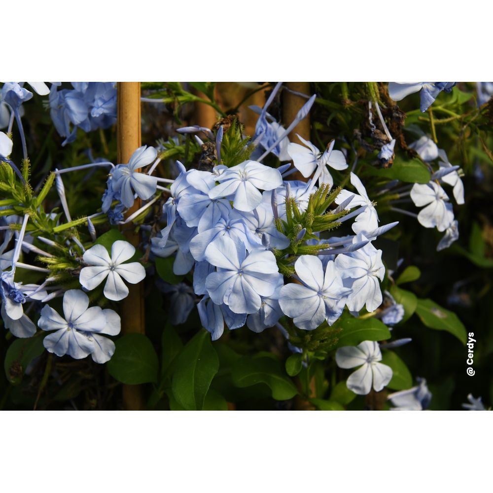 Plumbago auriculata : en tipi