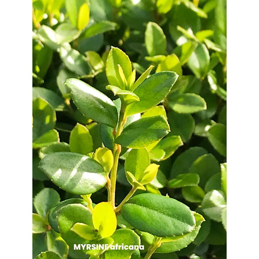 Myrsine africana : pot 3L
