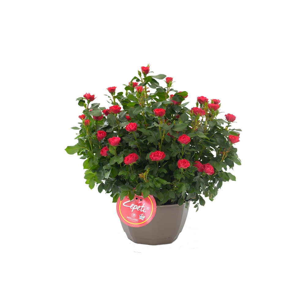 Rosier Zepeti ® (Meibenbino) : pot D.23cm