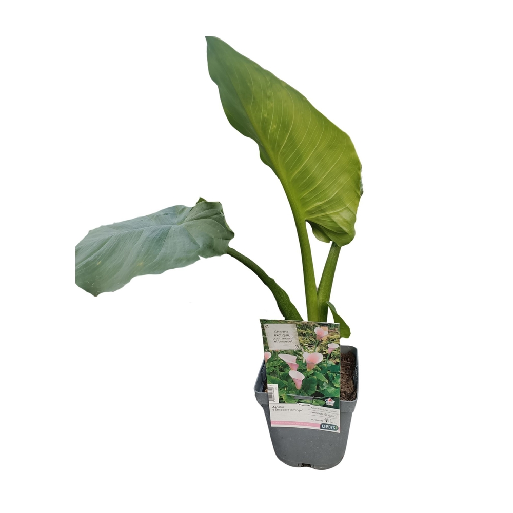 Arum, Zantedeschia aethiopica 'Flamingo' : pot 2L