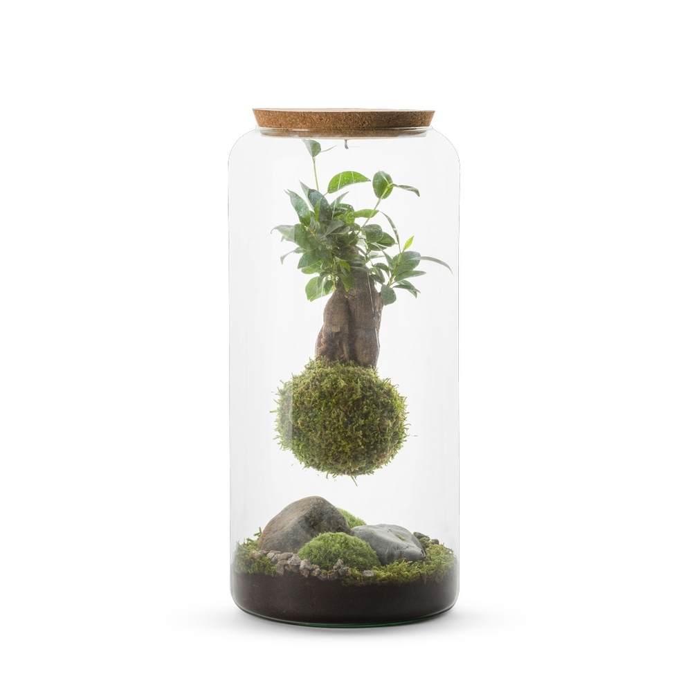 Mia L - Kokedama Ginseng Suspendu