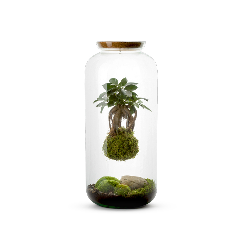 Kokedama, bonbonne végétalisée Taille L : Ginseng Suspendu