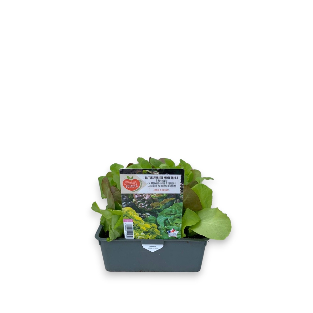 Laitue 'Novappia' + 'Mascara' +'Querido' : barquette de 12