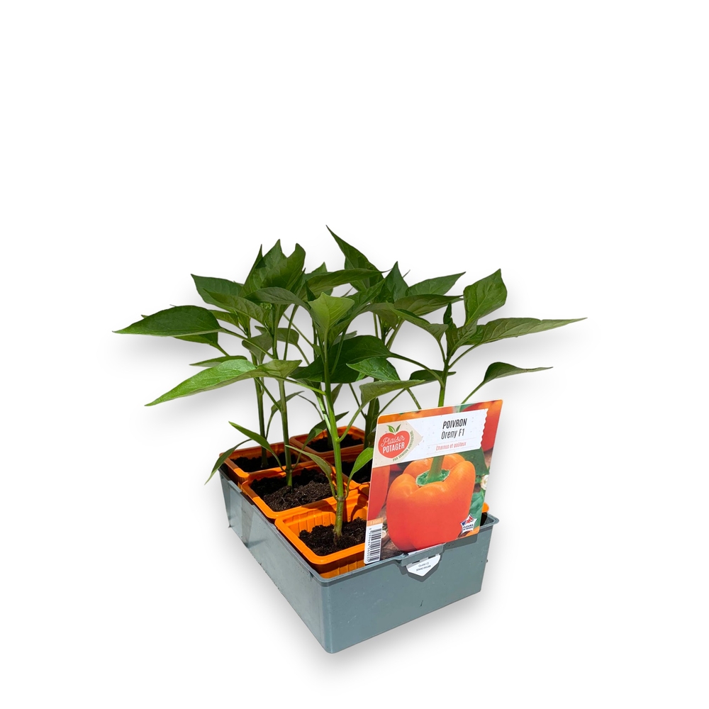 Plants de Poivron 'Oreny'F1 - Barquette 6 plants