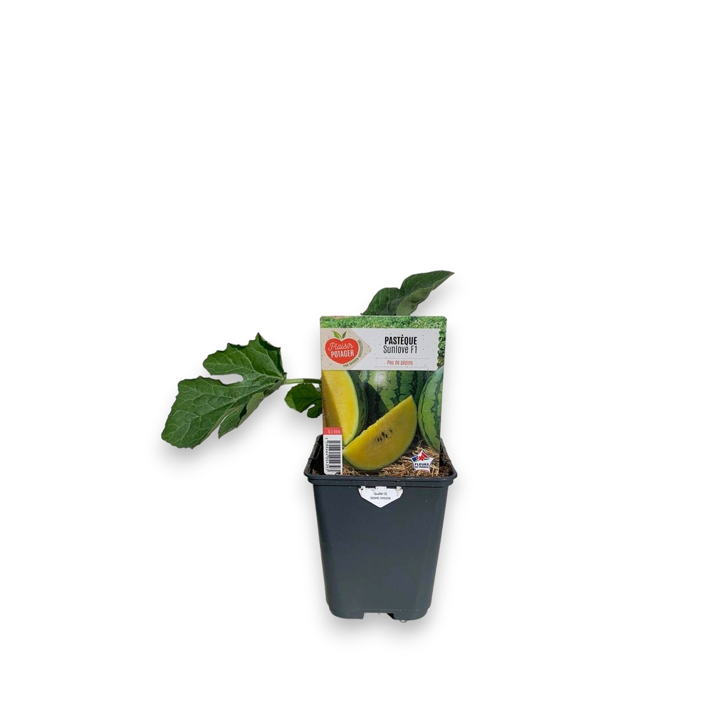 Plant de Pastèque 'Sunlove' - Pot 0,5L