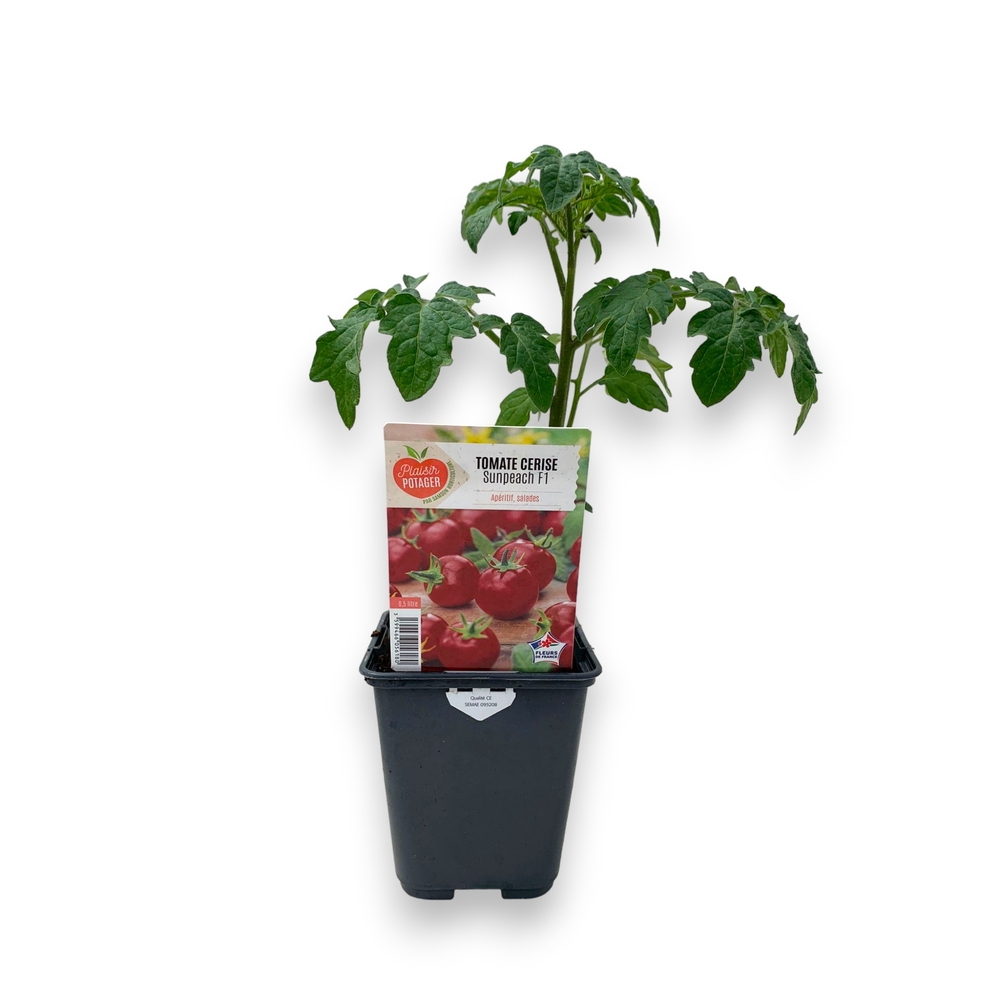 Plant de Tomate cerise 'Sunpeach F1'- Pot 0,5L 