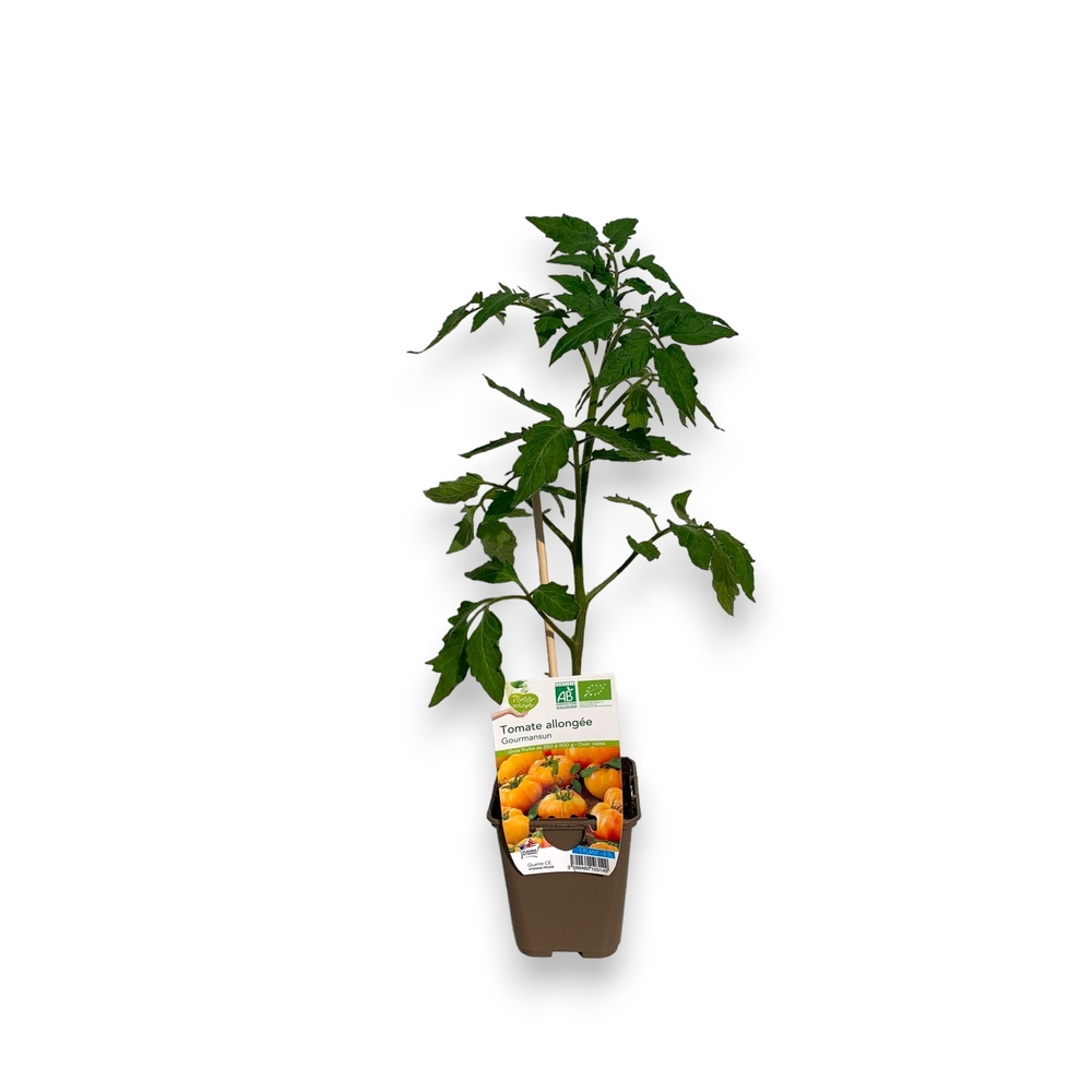 Plant de Tomates 'Gourmansun' F1 Bio : pot de 0,5L