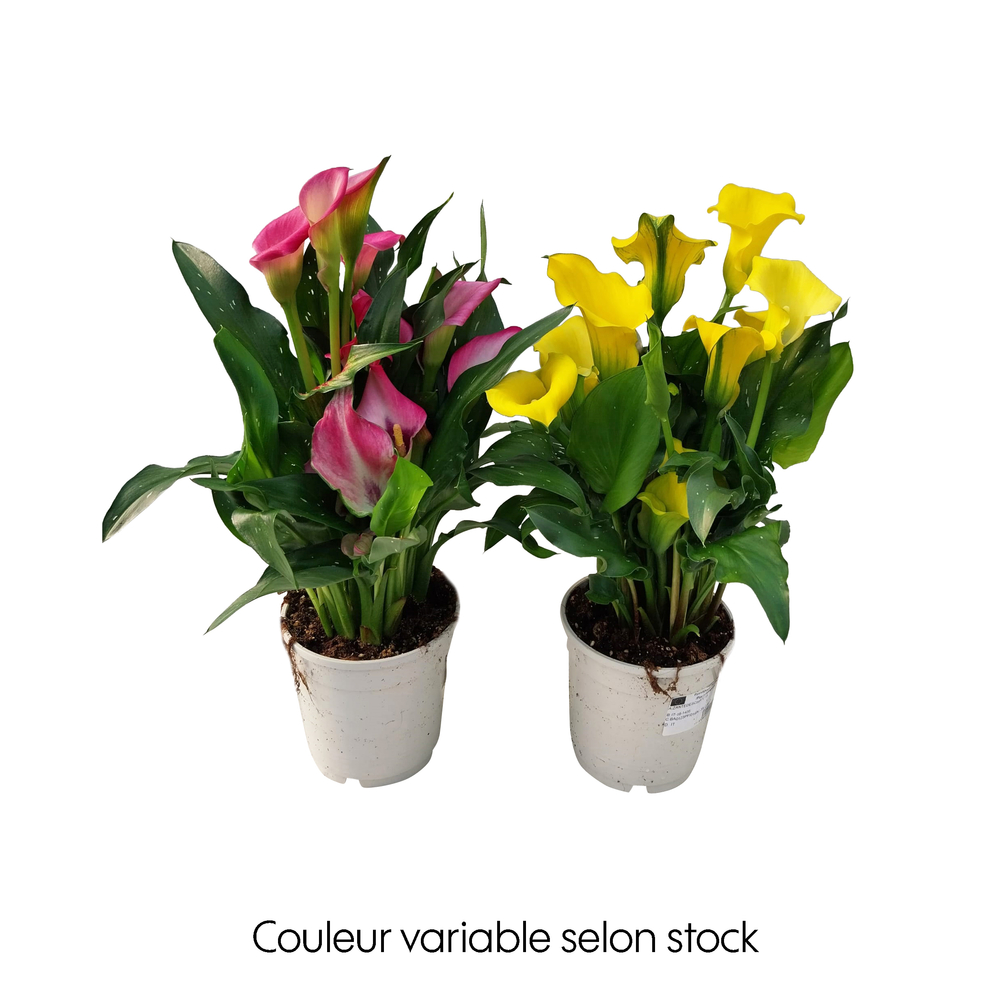 Arum de couleur : pot D.15cm
