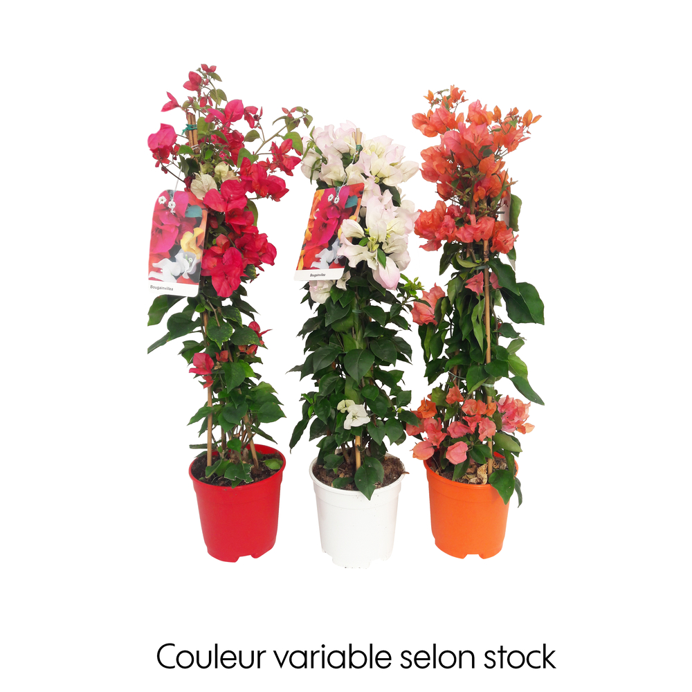 Bougainvillier 'California' pyramide : pot D.18cm - H.75cm