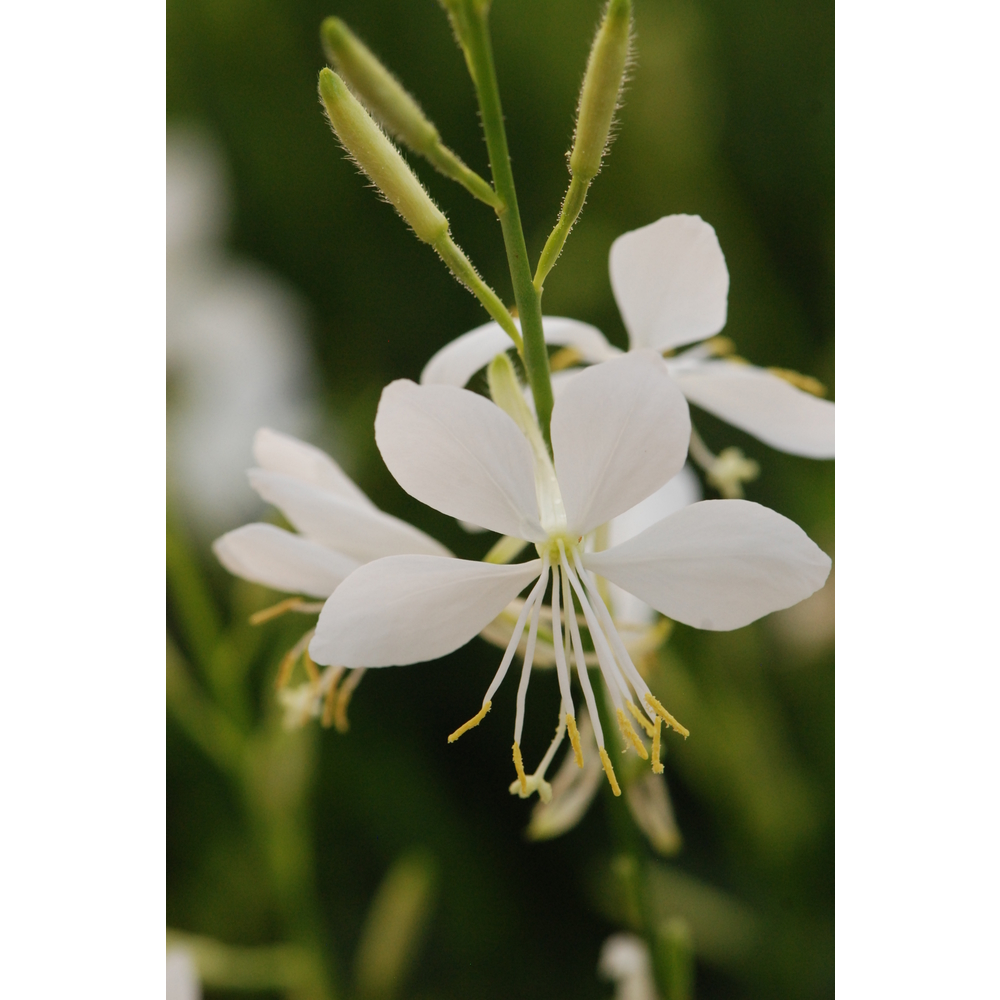 Gaura Lindheimeri : pot 3L