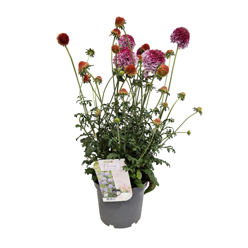 Scabieuse, variétés variables : pot 3L