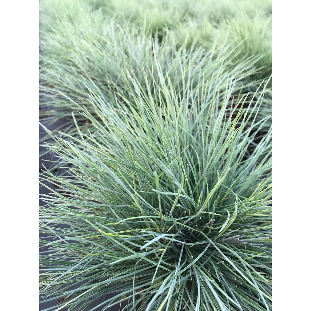 Festuca, variétés variables : pot 3L