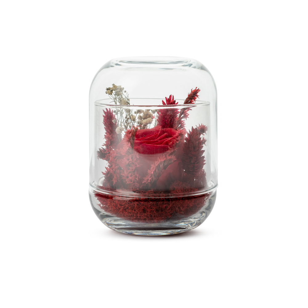 Rose stabilisée en Capsule Rouge