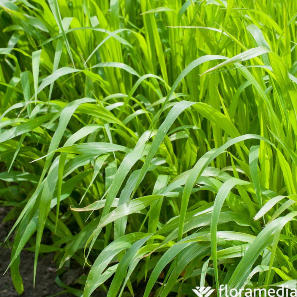 Botte Panicum ''Fleurs de France'' H50cm x10