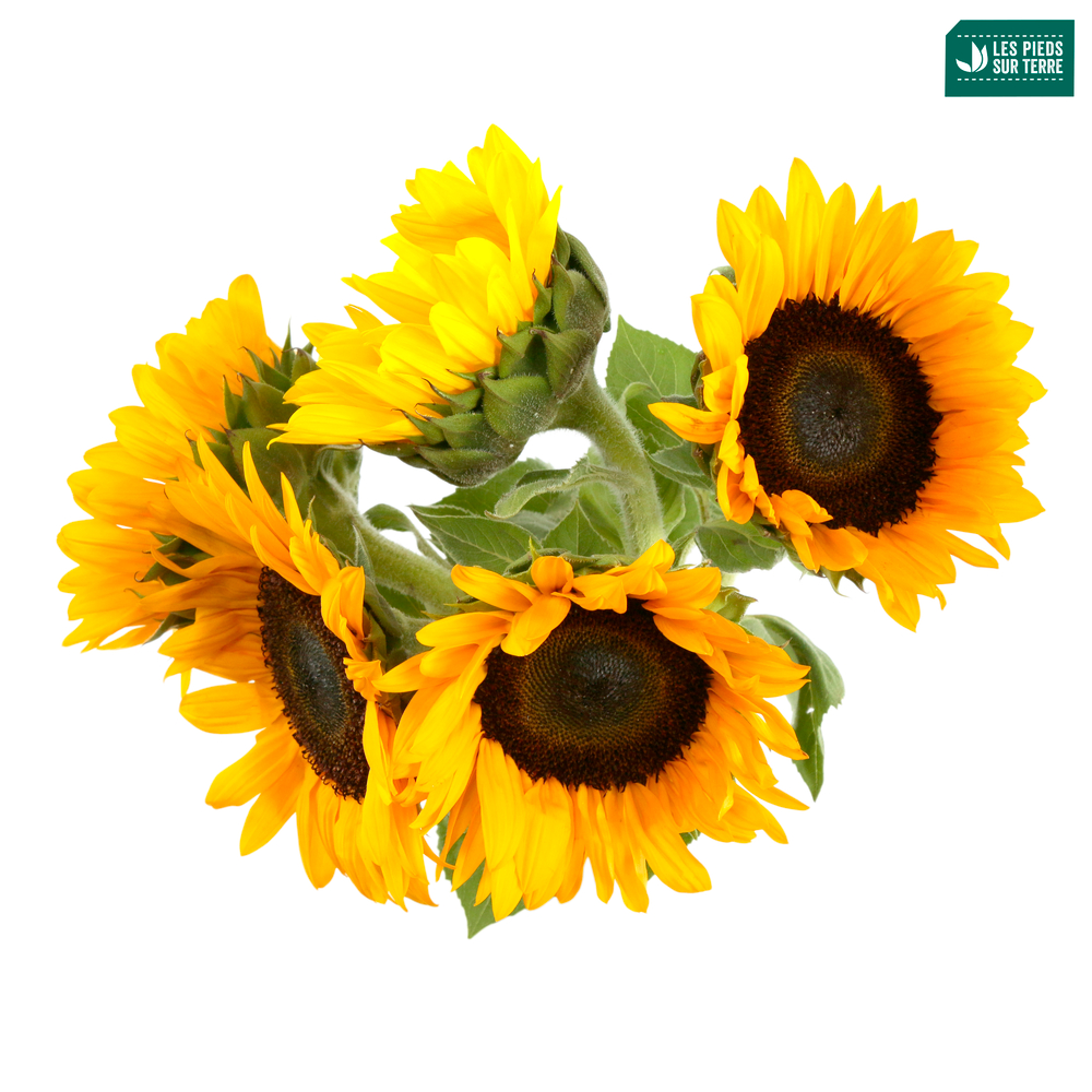 Botte de Tournesols ''Fleurs de France'' H60cm x5