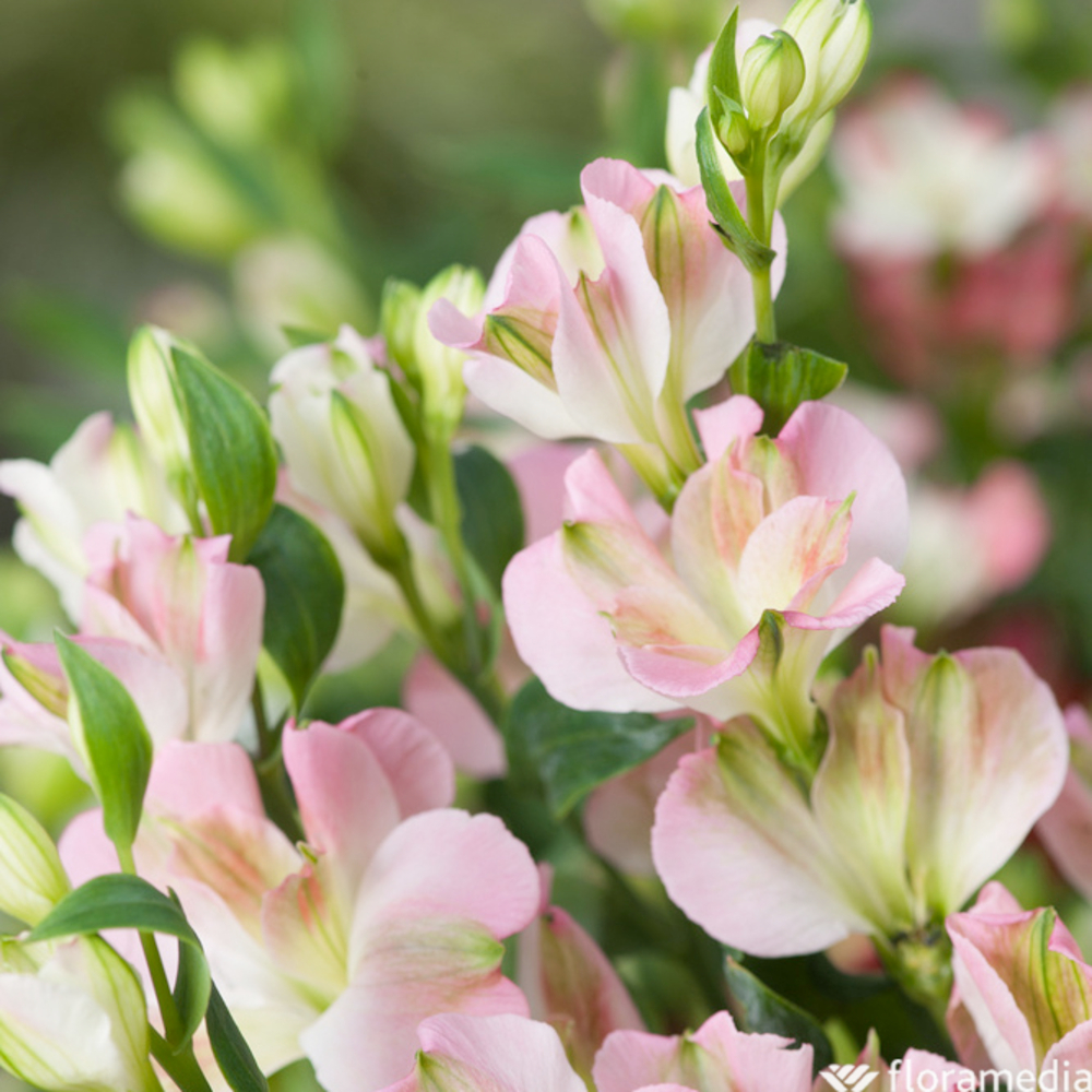 Botte Alstromerias ''Fleurs de France'' H70cm x5