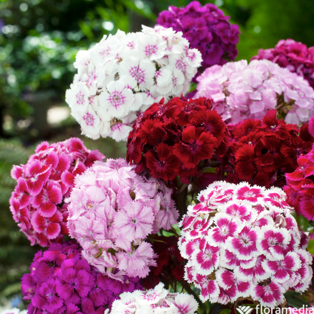 Botte Œillets de poète ''Fleurs de France'' x10