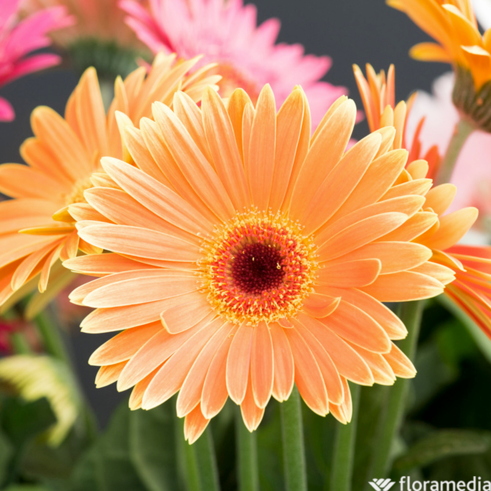 Botte Germinis ''Fleurs de France'' x5